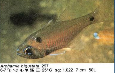 Archamia biguttata